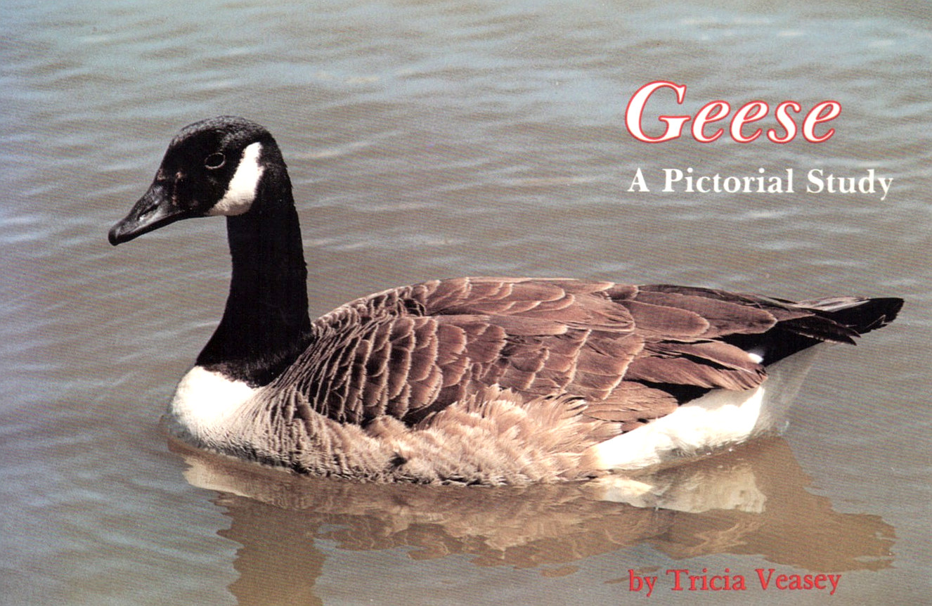 Geese - A Pictorial Study (Tricia Veasey)