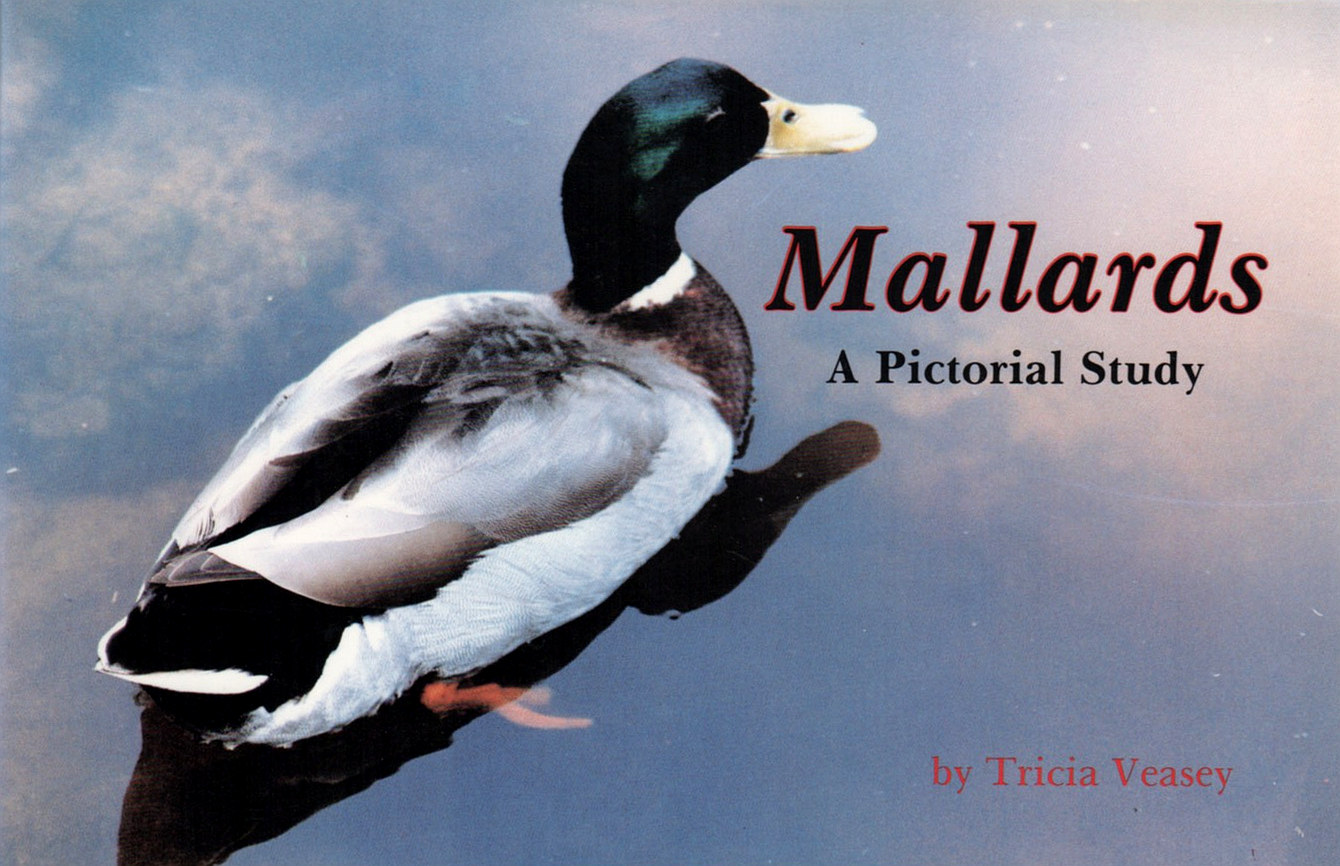 Mallards - A Pictorial Study (Tricia Veasey)