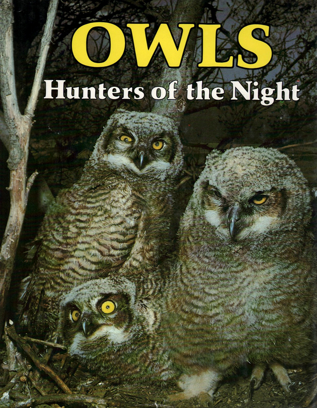 Owls - Hunters of the Night (Margaret Sadoway)