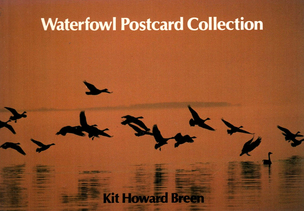 Waterfowl Postcard Collection (Kit Howard Breen)