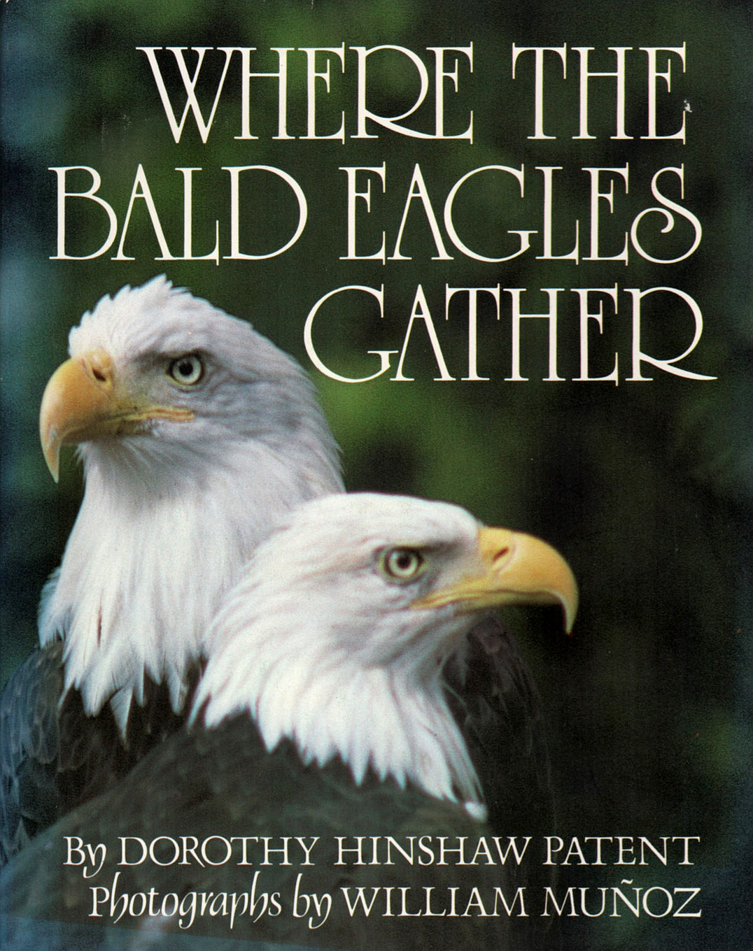 Where the Bald Eagles Gather (Dorothy Hinshaw Patent)